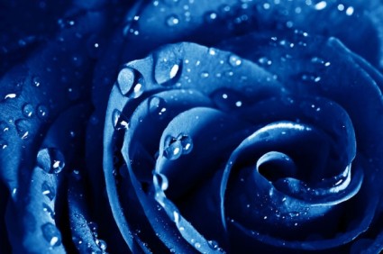 高精細青いバラの溶融画像
