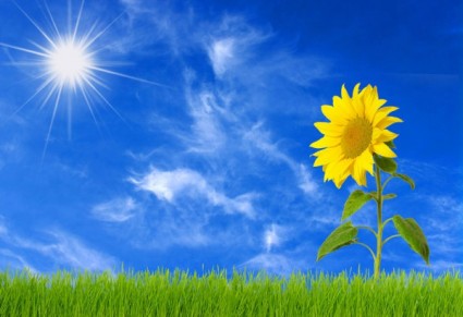 langit biru dan bunga matahari hd gambar