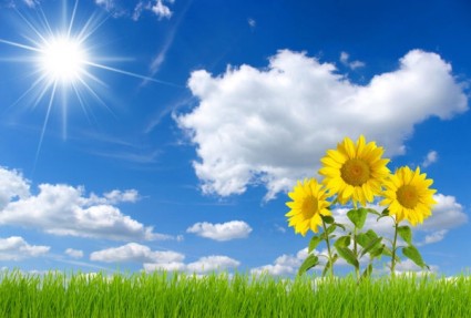 blauer Himmel und Sonnenblume hd-Bild