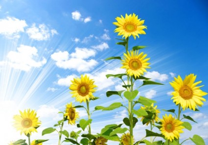 langit biru dan bunga matahari hd gambar