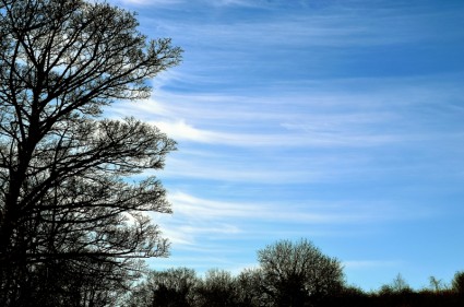 蓝蓝的天空和树