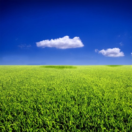 blauer Himmel Gras aus dem Gras-Goal-Bild