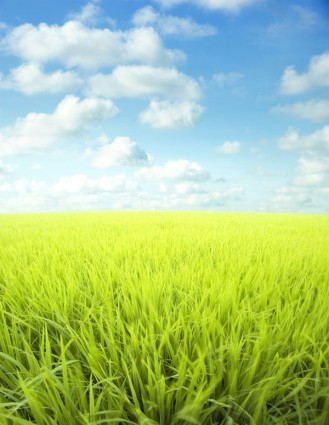 Blue sky rumput dari rumput highdefinition gambar