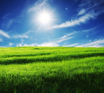 藍色的天空草從草的清晰圖片