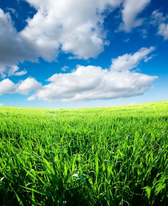 hierba del cielo azul de la imagen de alta definición de hierba