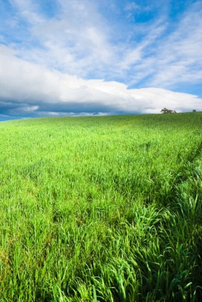 błękitne niebo trawa z trawy highdefinition Zdjęcia