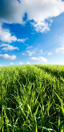 蓝蓝的天空草从草坪高清图片