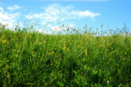blauer Himmel Gras aus dem Rasen-hd-Bild