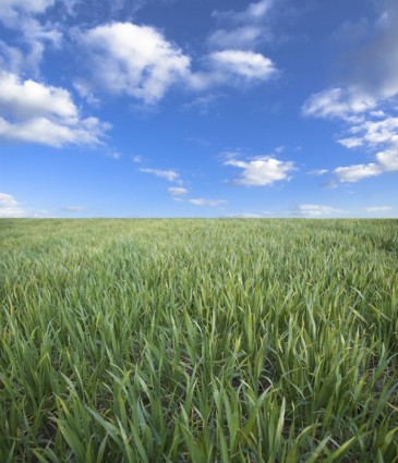 blauer Himmel-Gras-Rasen-hd-Bild