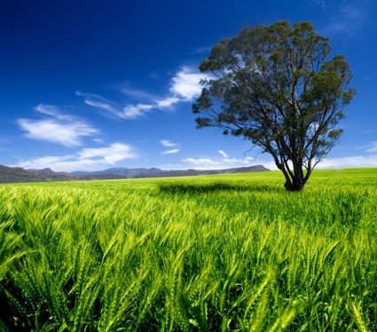 Blue Sky Grass Trees Hd Picture