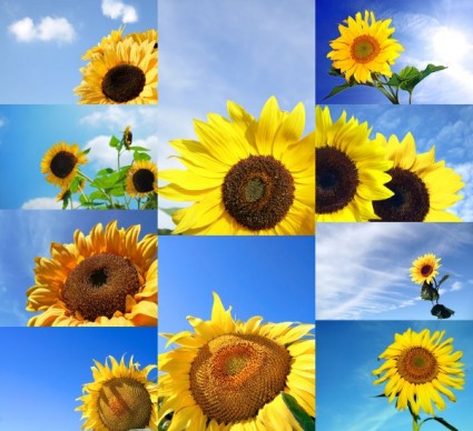 langit biru dengan gambar bunga matahari highdefinition