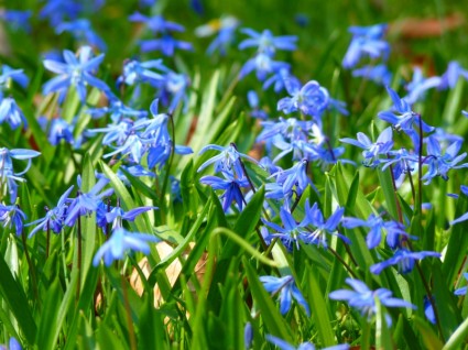 青い星 scilla の花