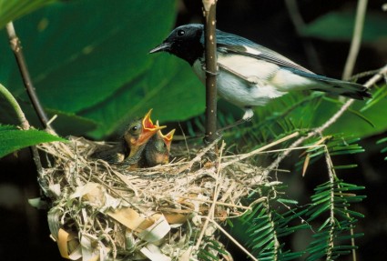 ninho de pássaro azul garganta azul warbler
