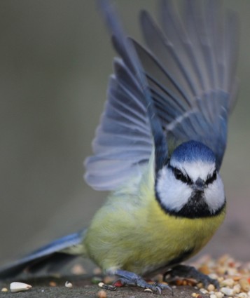 con chim màu xanh tit đói