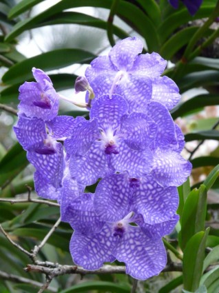 blu orchidea vanda orchidea blu
