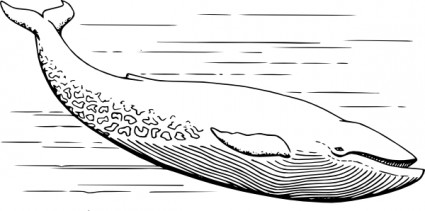 płetwal błękitny clipart