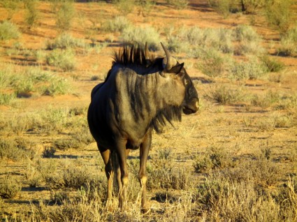 สัตว์ wildebeest บลูแอนทีโลป