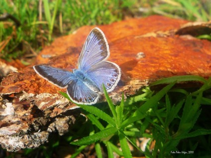mariposa de alas azules