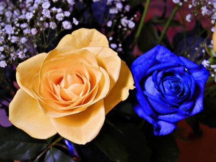 ดอกกุหลาบสีเหลืองสีน้ำเงิน