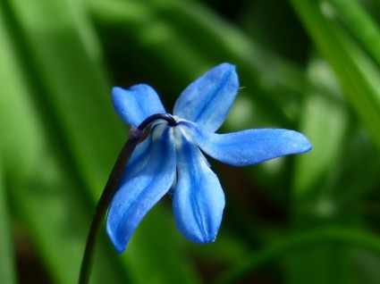 Голубой цветок колокольчик
