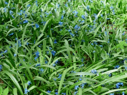 de la flor azul Bluebell