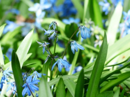 Голубой цветок колокольчик