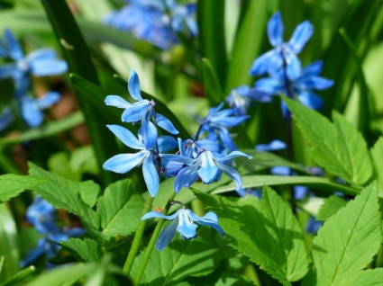 Bluebell bunga biru