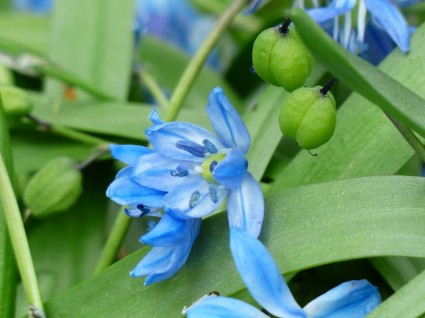 frutos de flor Bluebell