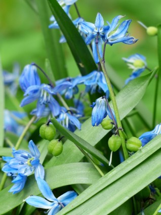 ผลไม้ดอกไม้ bluebell
