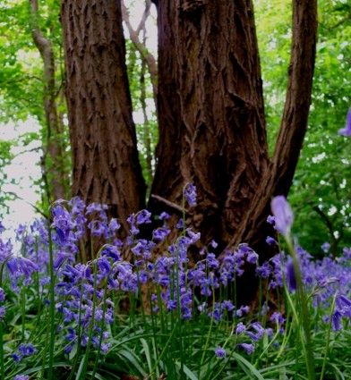 bluebells ในป่า