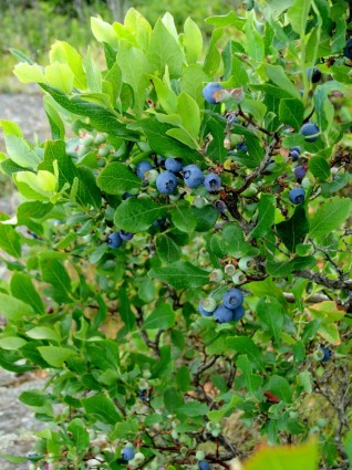 Blueberry semak belukar