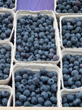 Blueberry vaccinium myrtillus buah