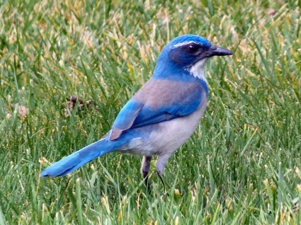Синяя птица