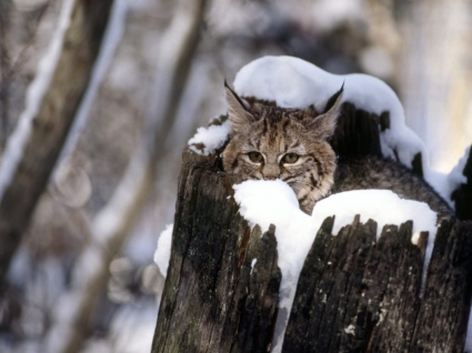 Bobcat gatito nieve fondos animales crías