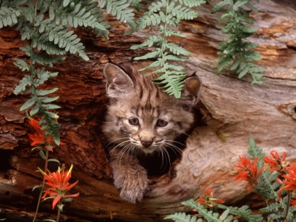 Bobcat gatito fondos animales crías