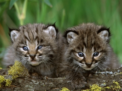 animais de animais bebê papel de parede gatinhos Bobcat