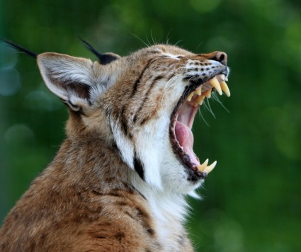 Bobcat lynx kucing liar