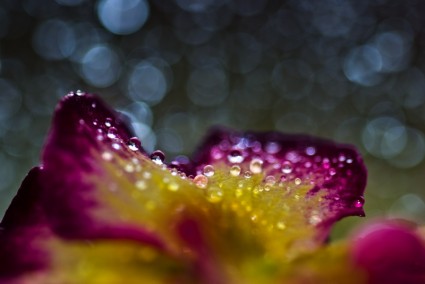 Bokeh Macro Flower