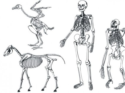 кости скелета вектор