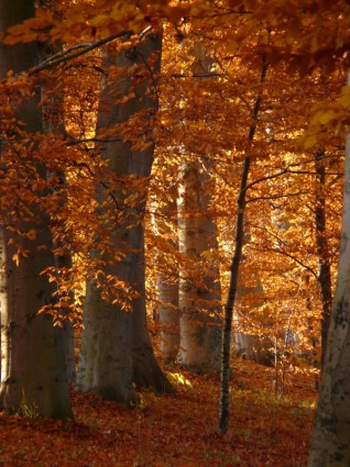otoño dorado madera de haya de libro
