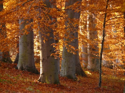 automne doré bois livre hêtre