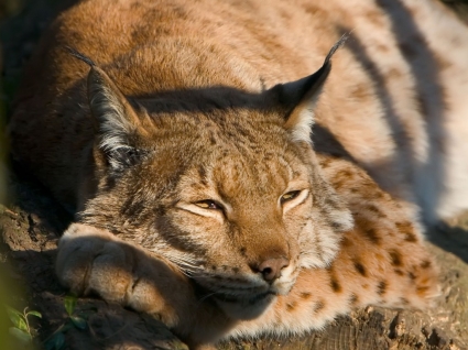 지 루 lynx 큰 고양이 동물 벽지