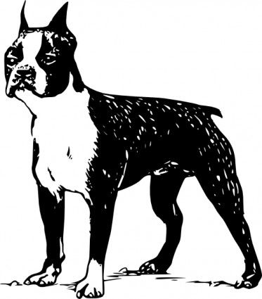 Boston terrier clip-art
