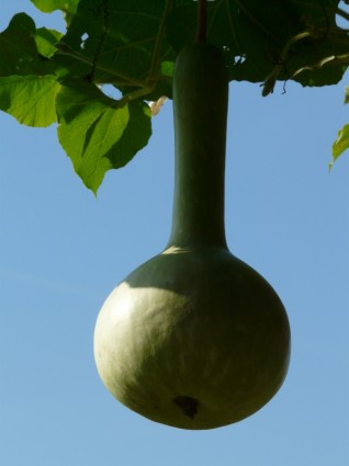 Bottle Gourd Lagenaria Siceraria Crop