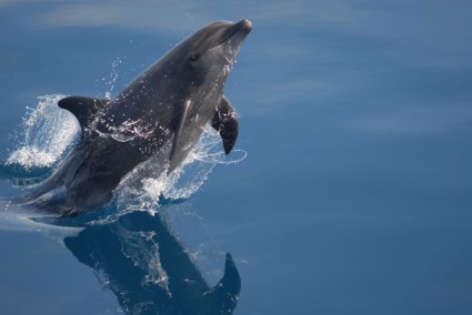 océan de mer pour le dauphin à gros nez