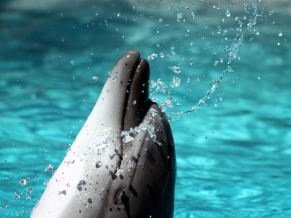 Bottlenose Dolphin Wallpaper Delphine Tiere