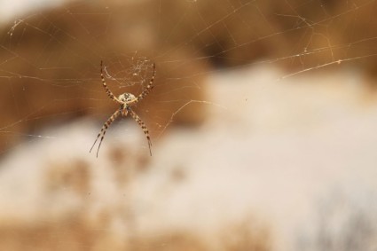 Unterseite der Spinne