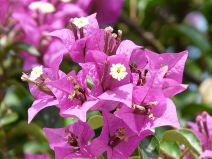 ブーゲンビリアの花のピンク
