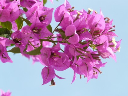 flor de buganvílias cor de rosa