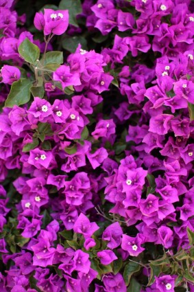 紫色花朵与叶子花